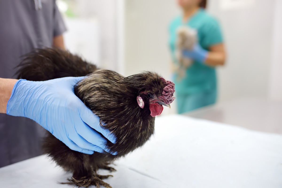 Bird Flu Outbreak Sparks Egg Price Hikes and Raises Human Health Concerns