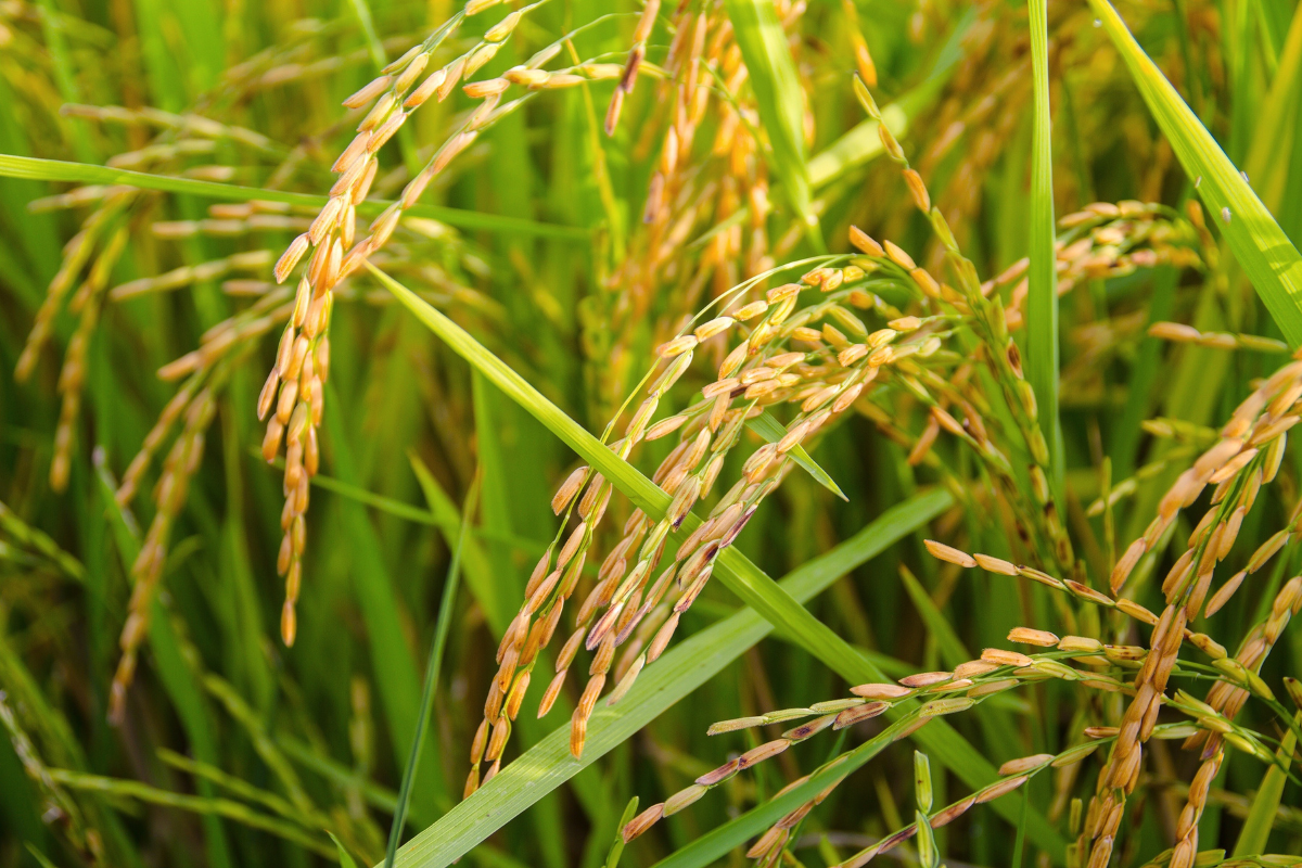 Philippines Eyes Food Security Boost Amid Rising Rice Prices