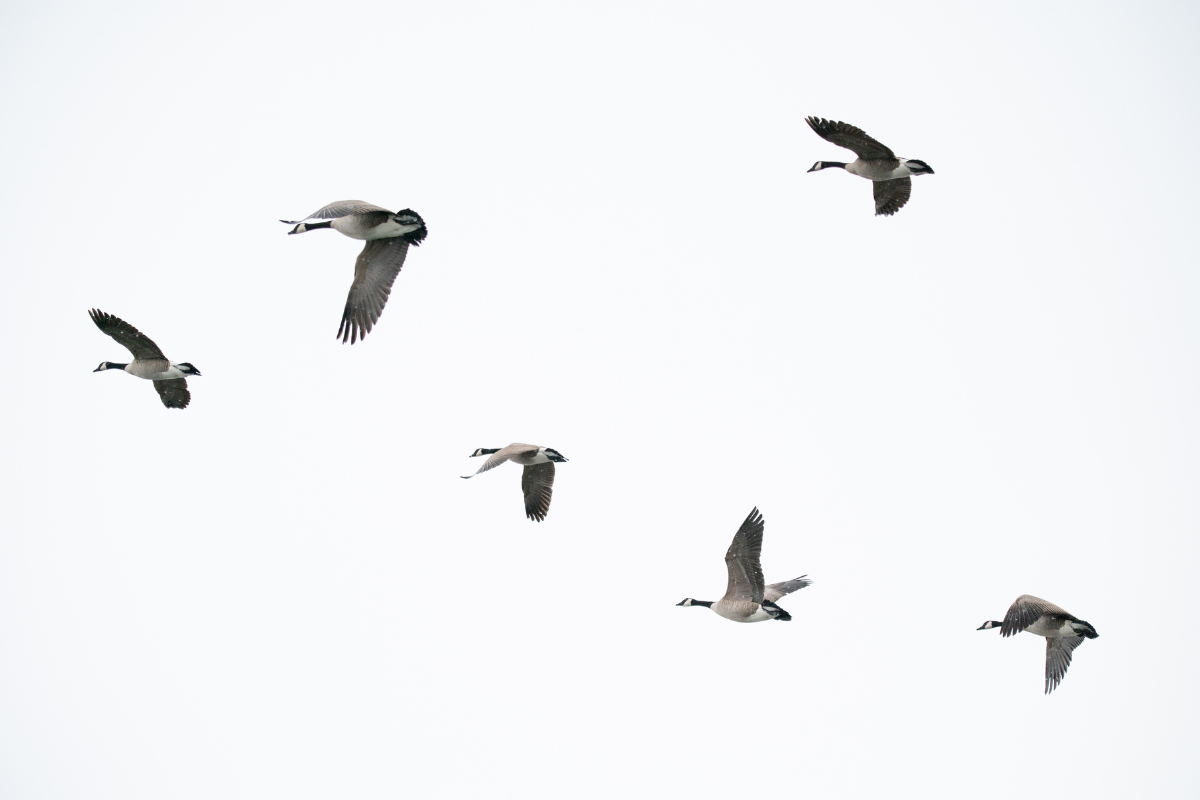 UK Reports Human Case of Bird Flu, Assures Public on Low Risk