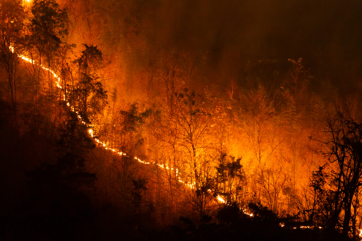 LA Fire I openvoicenews.com