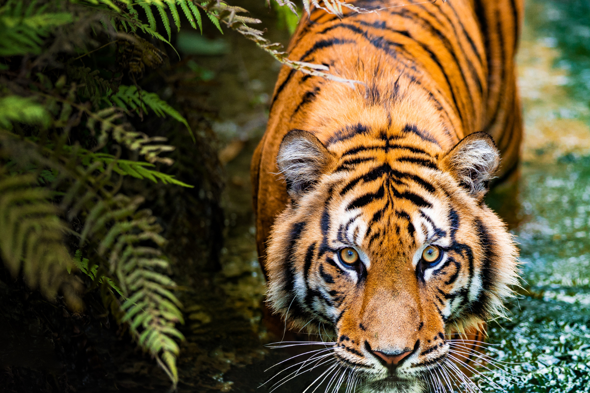 Tiger Outlook 2025: Aiming for an Inclusive Economic Future