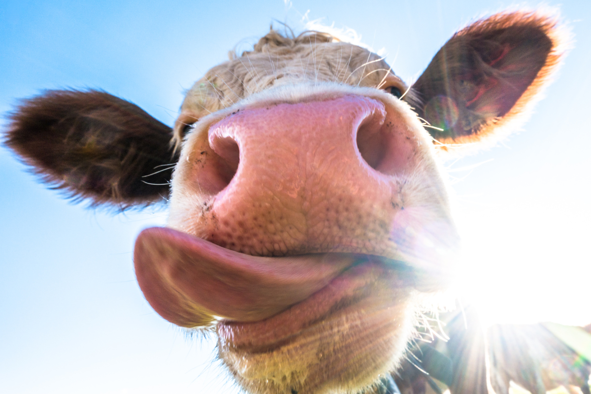 Emerging Concern: A Second Type of H5N1 Bird Flu Transmitted from Cows to Humans