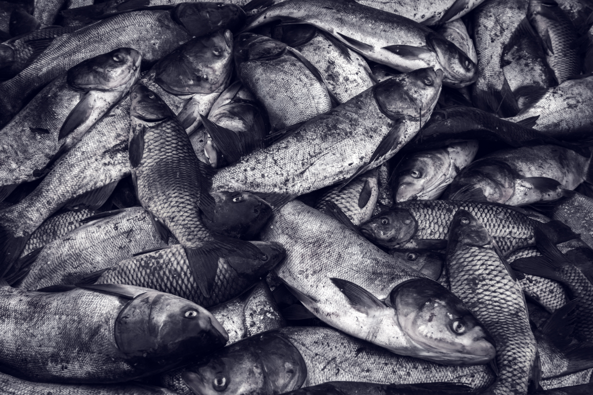 Philippines Launches New Campaign to Combat Illegal Fishing
